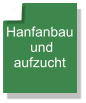 Hanfanbau  und  aufzucht