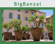 BigBanzai