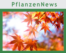 PflanzenNews