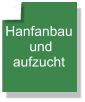 Hanfanbau  und  aufzucht