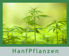 HanfPflanzen